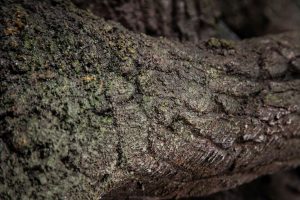 Bark imitation made with shotcrete