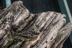 Artificial tree made with shotcrete, placed in sea lions enclosure, ZOO Liberec