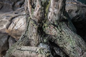 Tree root imitation details made with shotcrete technique, ZOO Liberec