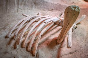 Imitace kostry zvířete ze stříkaného betonu v Zoo Olomouc