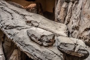Detail imitace kamene ze stříkaného betonu v Zoo Olomouc