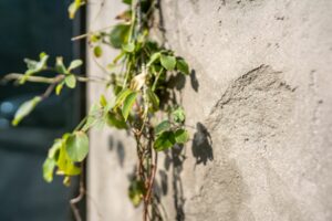 Detail of the relief of a facade decorated with shotcrete with a live plant