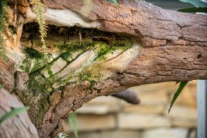 Detail kůry betonového stromu v tropickém skleníku v zahradnictví