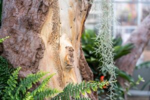 Detail kůry stromu ze stříkaného betonu v zahradnictví Chrudim