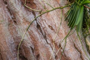 Detail stromu ze stříkaného betonu v zahradnictví