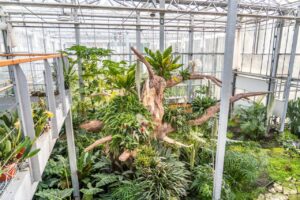 Umělý strom ze stříkaného betonu v tropickém skleníku v zahradnictví